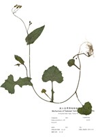 藏品(紫背草)的圖片